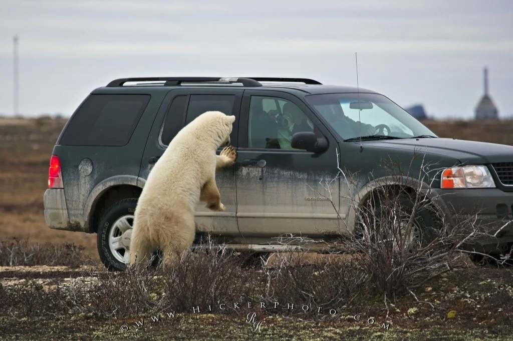  Polar Bear Watching Tourists Churchill Canada