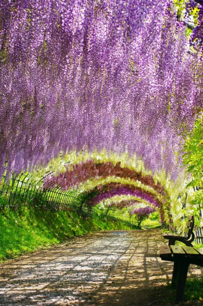 Wisteria Tunnel Japan