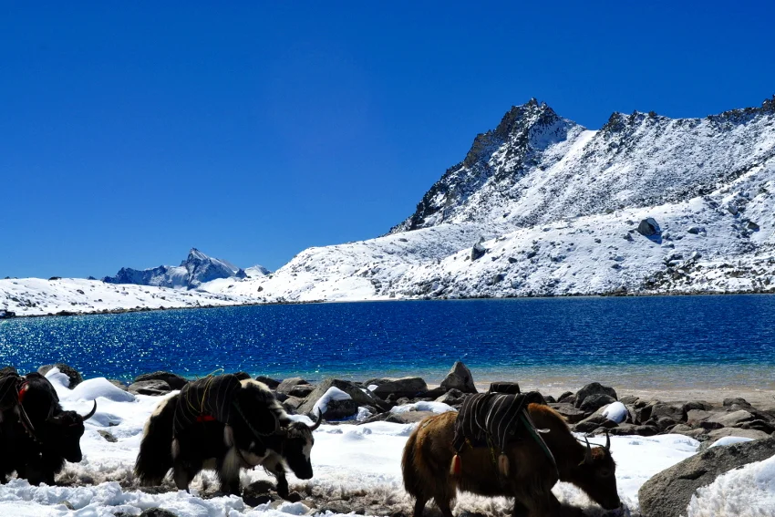 yak and lake at snowman trek