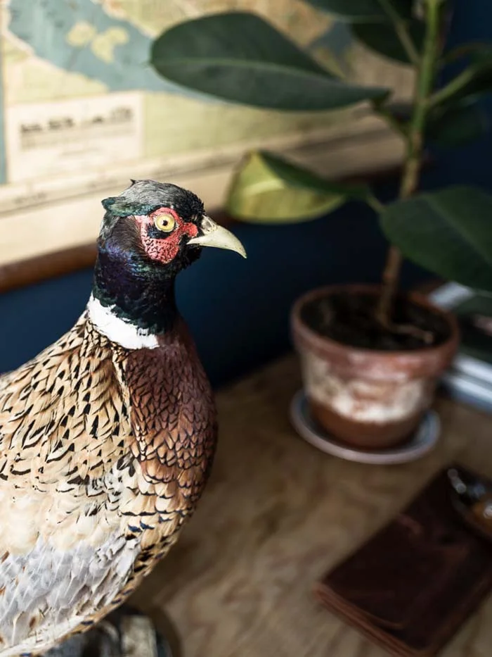 Galliformes