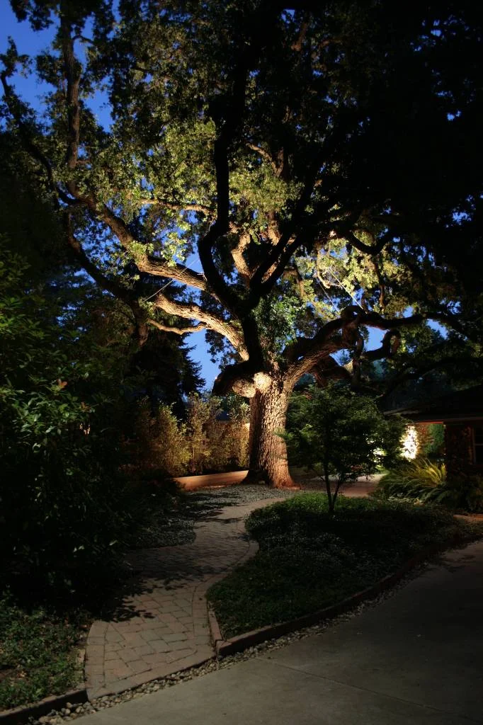 Outdoor Lights Trees