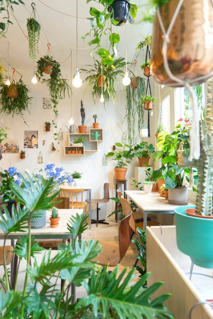 Decorate House Living Room with Plants