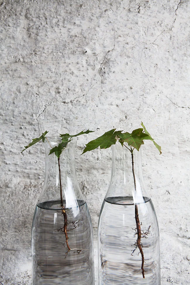 Glass Vase Still Life