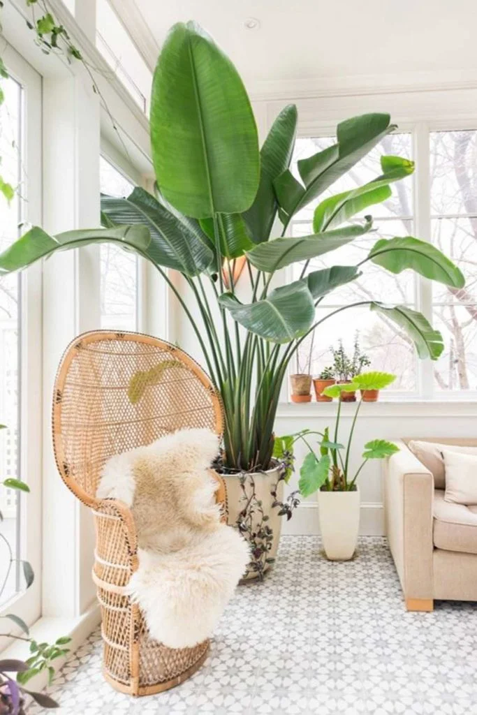 Large Plant Beside The Sofa