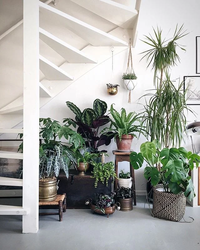 Plant Decor Under Staircase