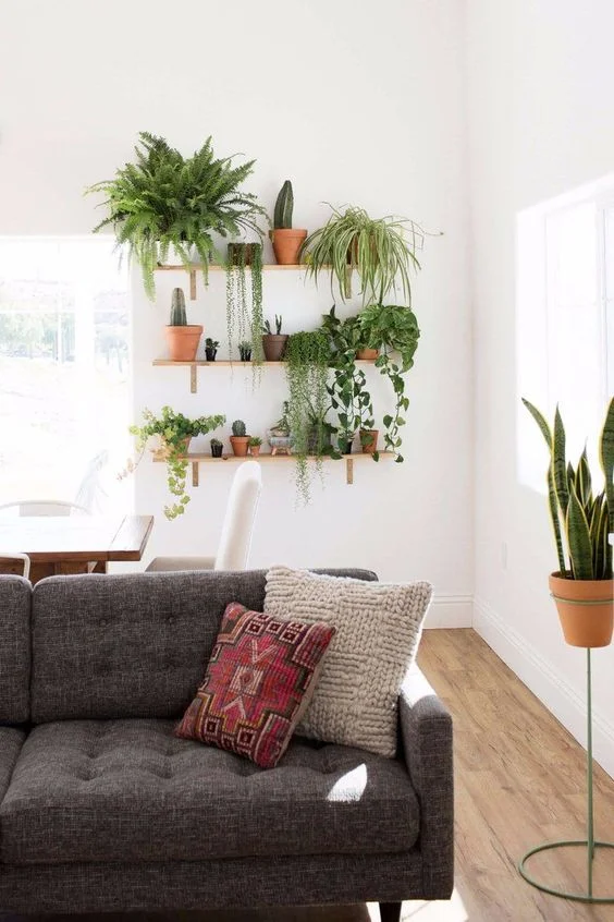 Plants On Shelves Living Room