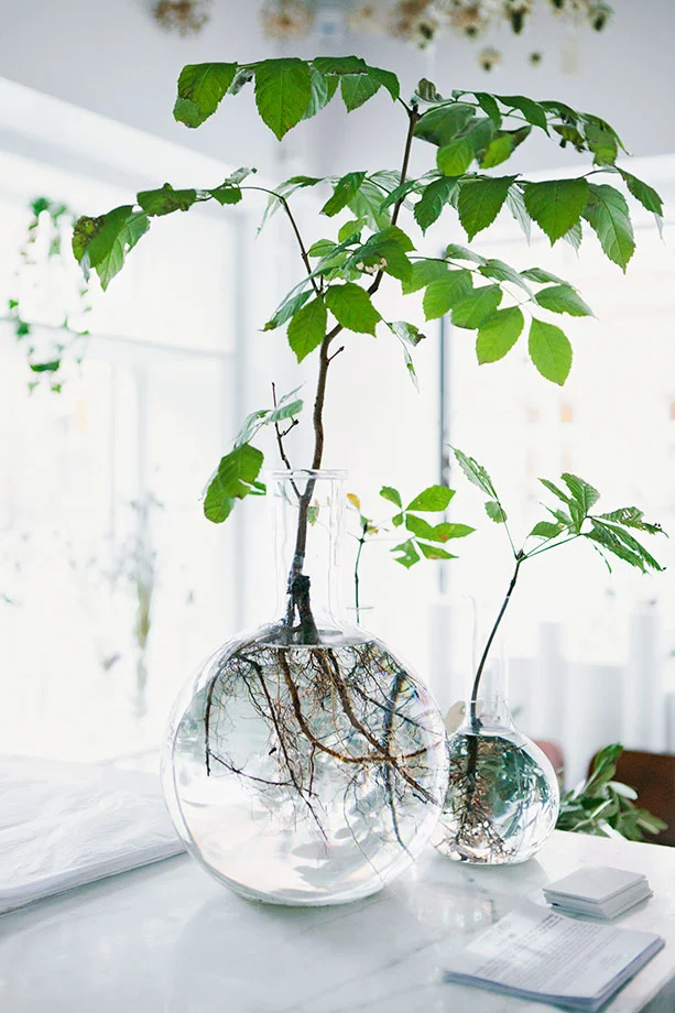 Plants in Glass Vase