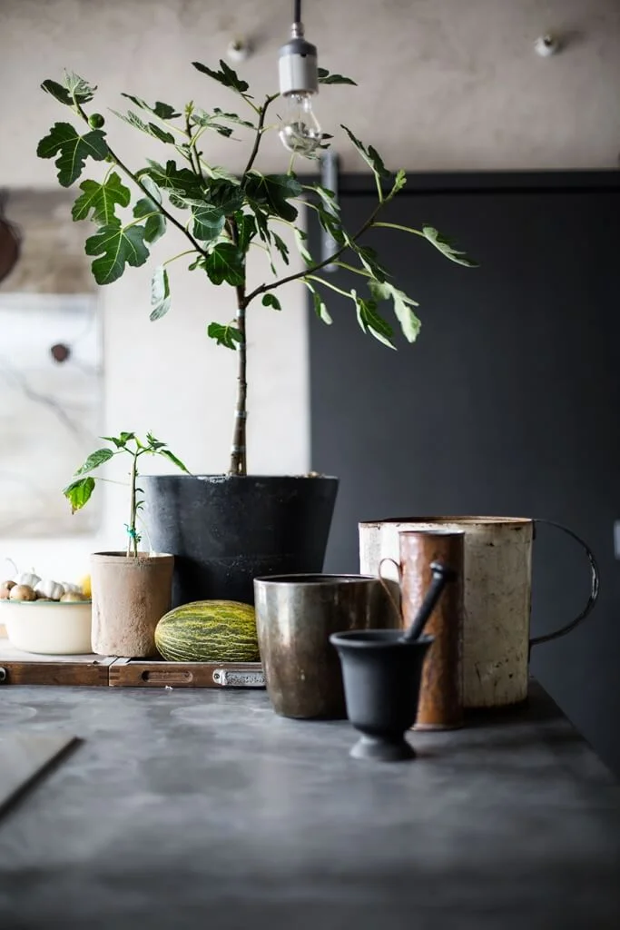 fig tree and old containers
