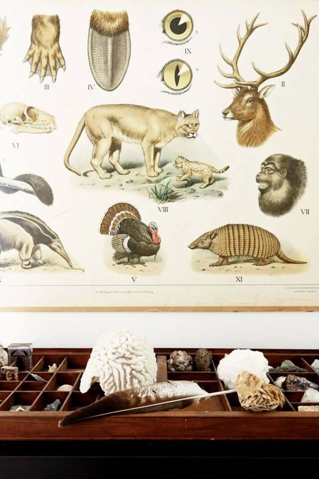 fossil collection rustic design decor