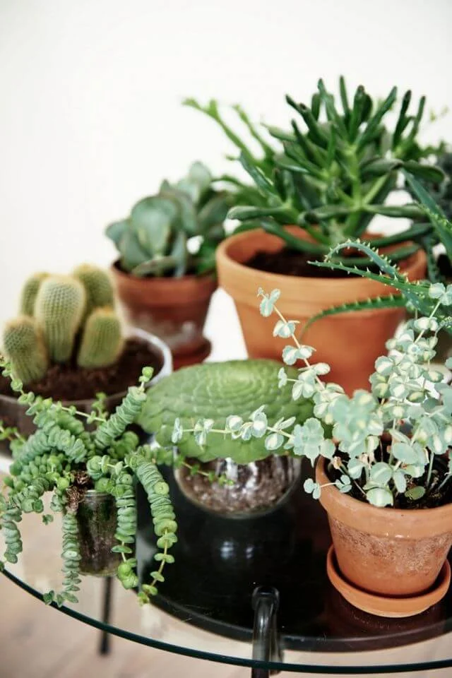 potted indoor plants