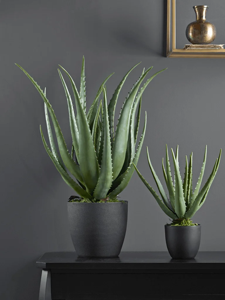 Aloe Vera for Eye Dryness