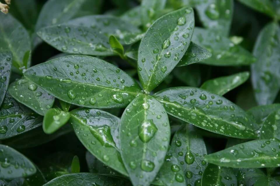 Don’t Wet Plant Foliage In Winter