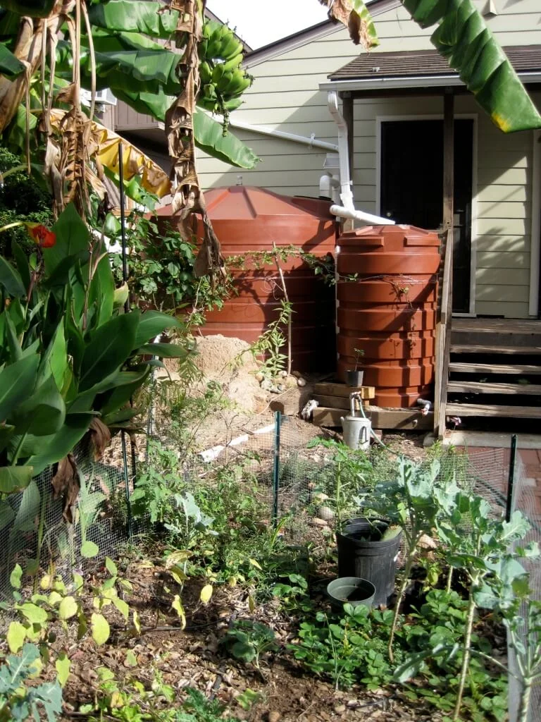 Rainwater Harvesting In Winter Gardening