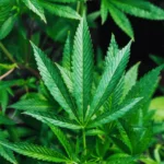CBD