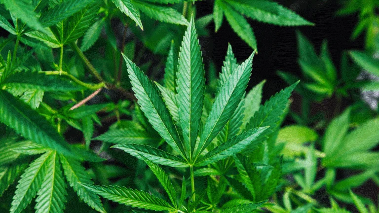 CBD