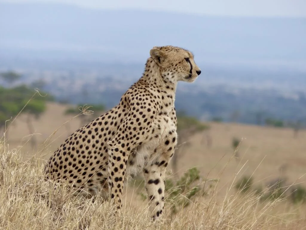 Best Destinations to Visit in Africa