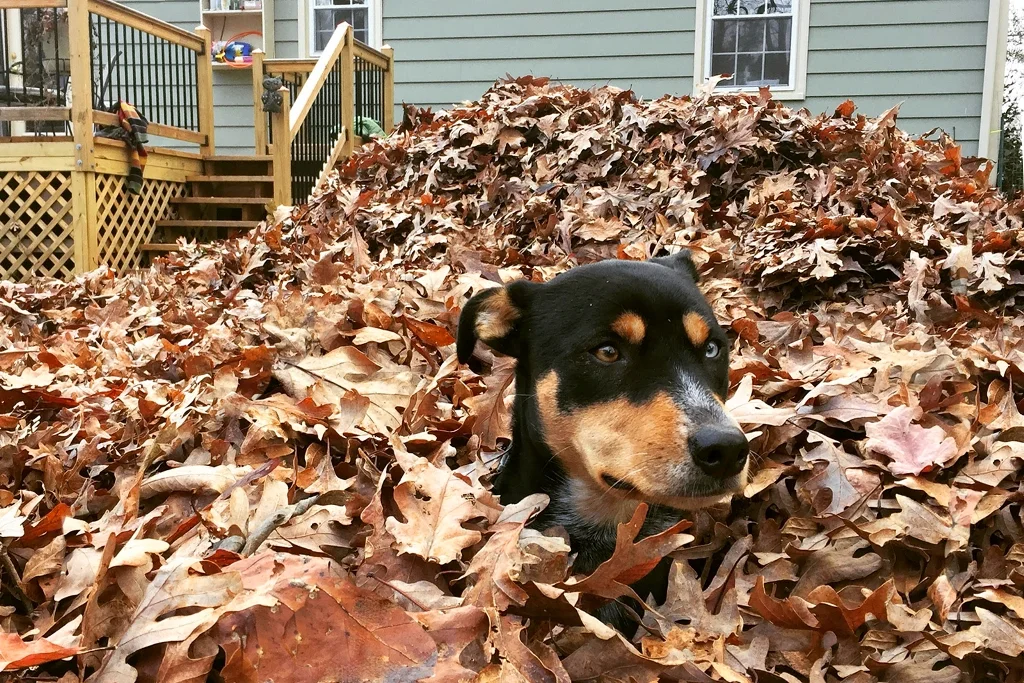 Why Remove Leaves in Your Lawn