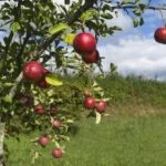 Care for Fruit Trees