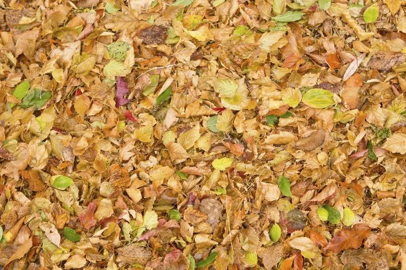 Clean Up the Leaves