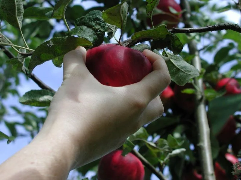 Pick the Fruit