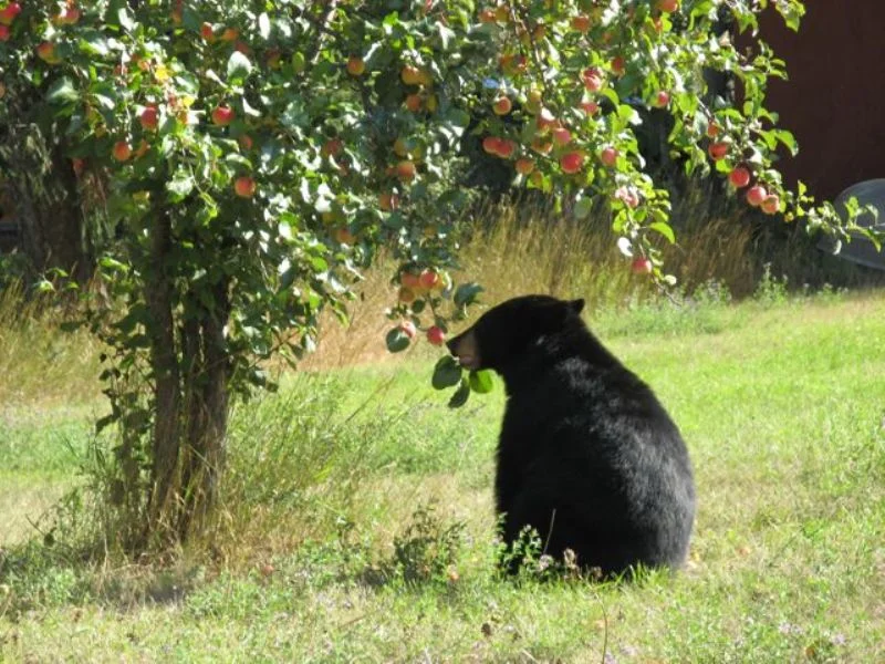 Protect Your Trees from Animals