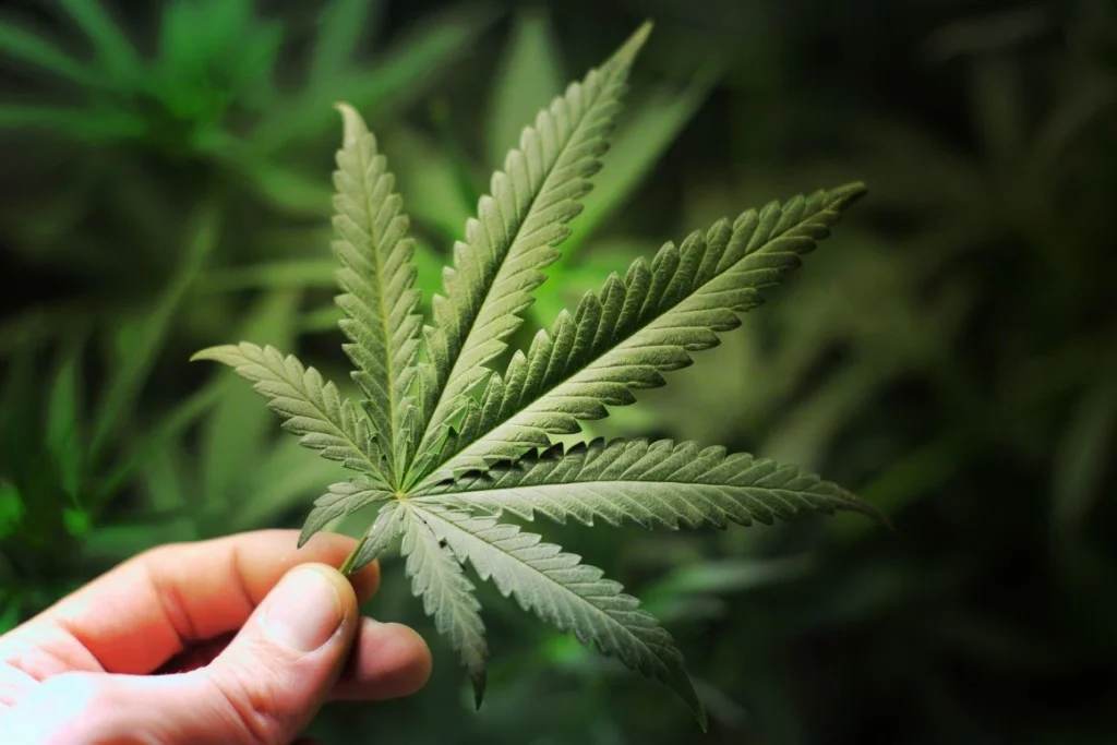 Why Is Marijuana Awareness So Important
