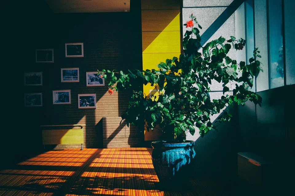 Indoor Plants