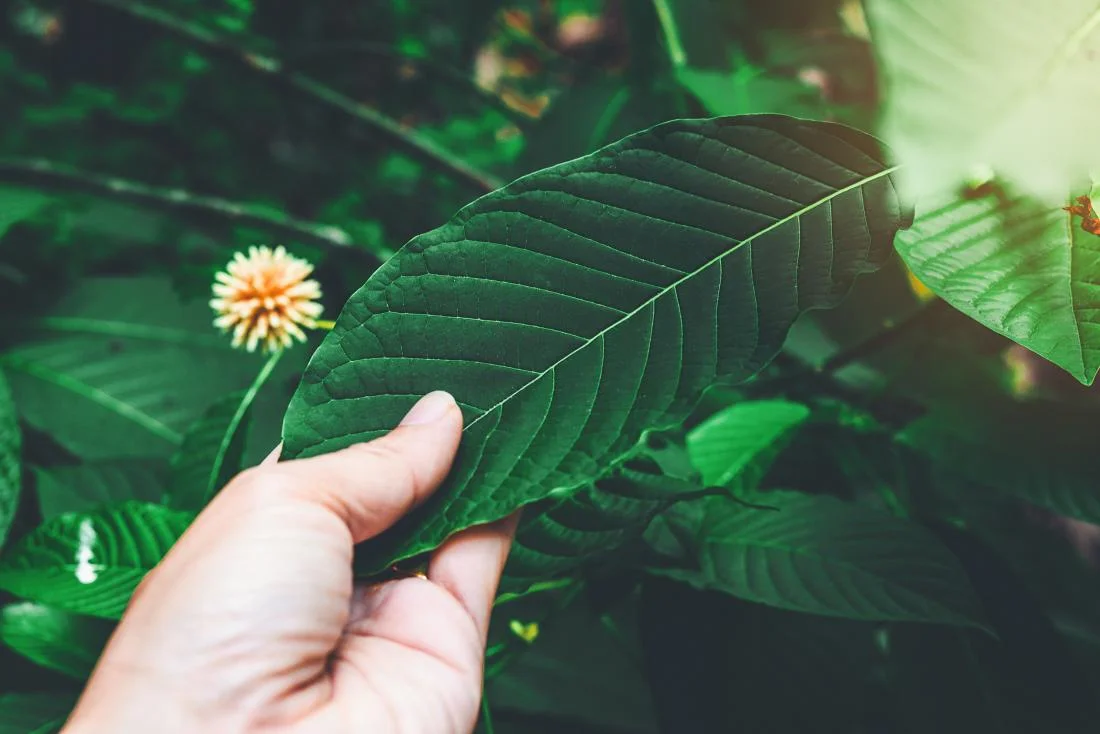 Kratom1
