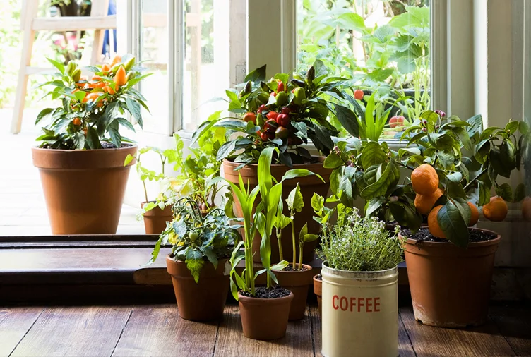 overwinter summer plants3