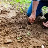 Gardening Ideas