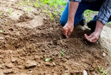 Gardening Ideas