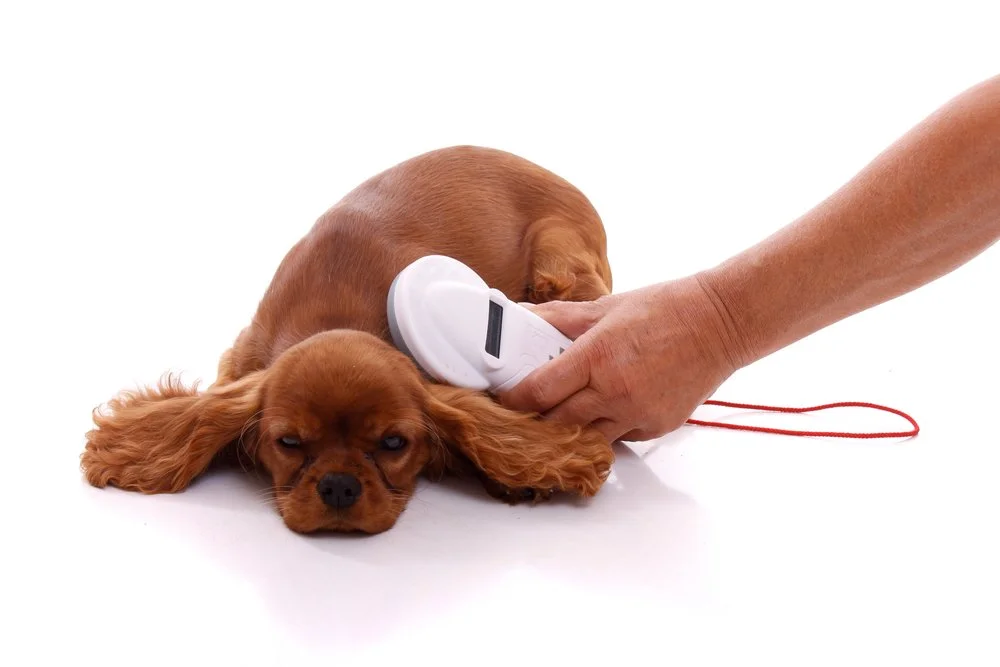 Tierchip Auslesen beim Hund