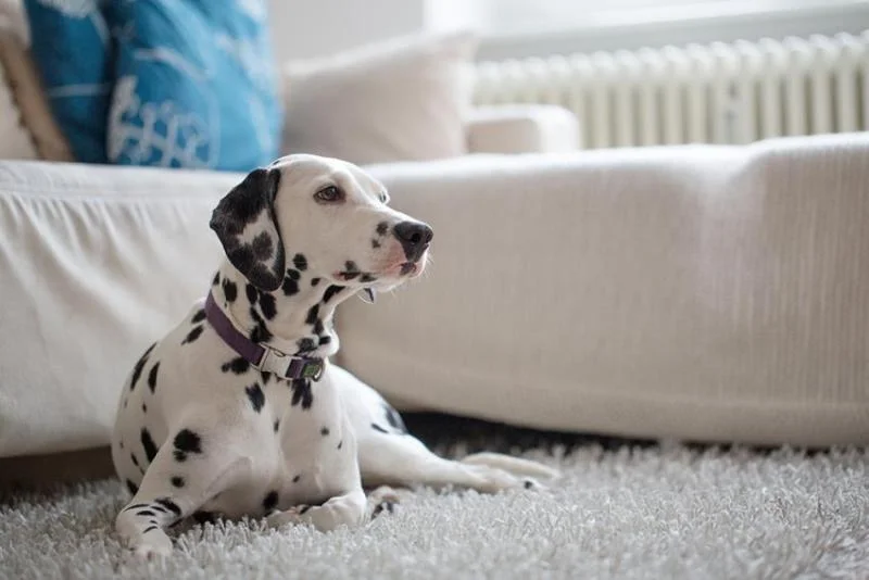 Cleaning Tips For Dog Owners
