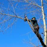 Tree Trimming & Pruning1