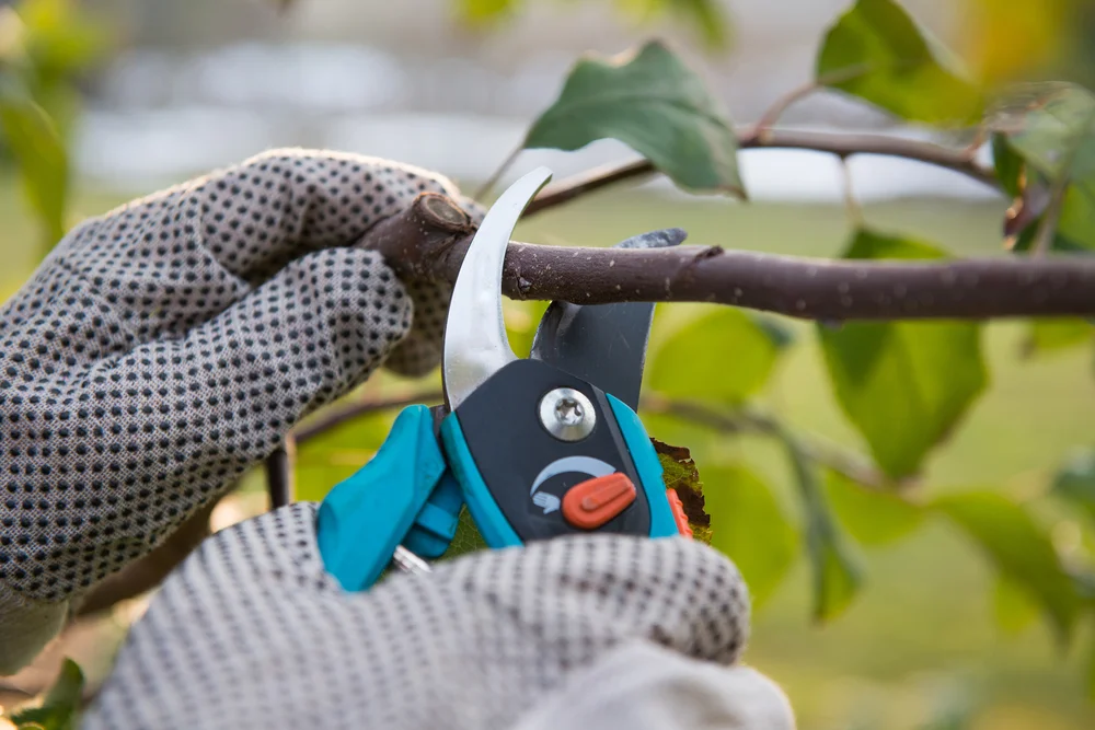 Tree Trimming & Pruning2