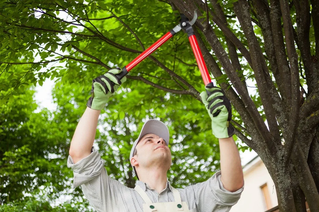Tree Trimming & Pruning3