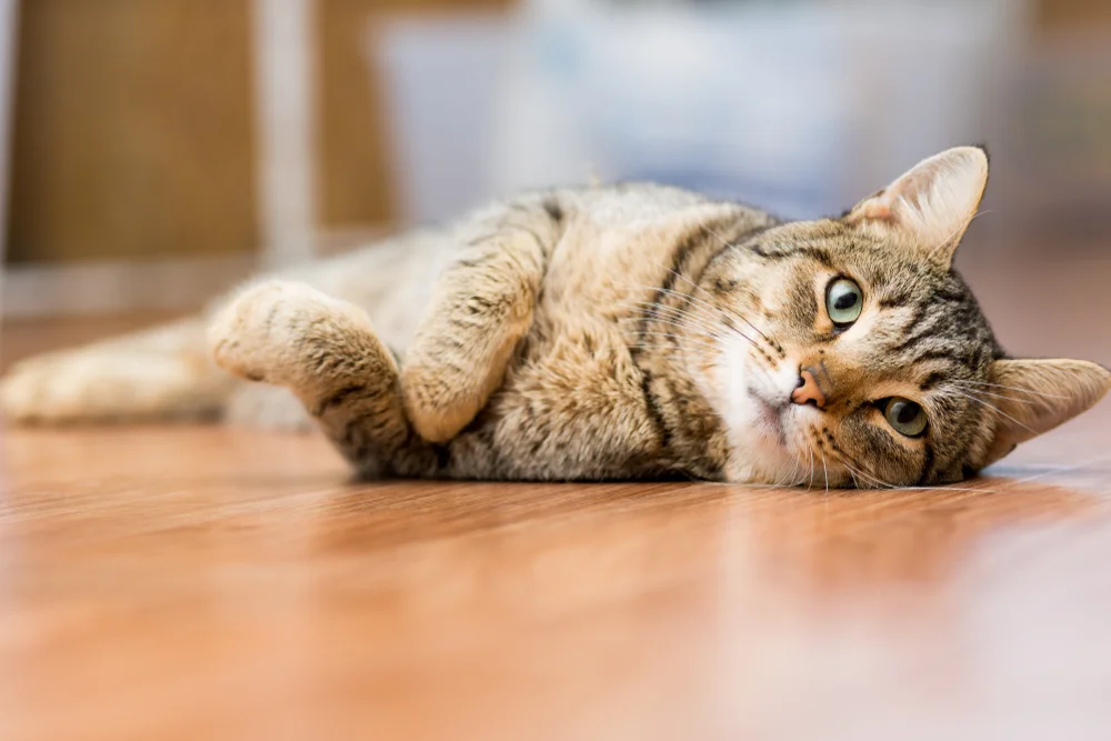 Gray,Adult,Mongrel,Cat,Lies,On,The,Floor,Stretching,The