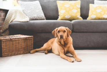 Dog