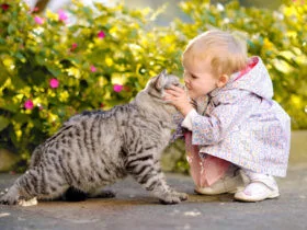 Cat Breeds 1