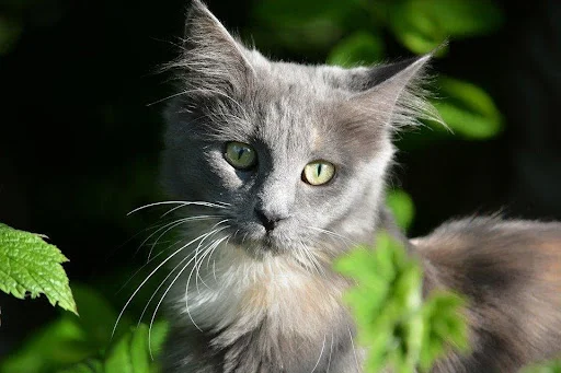 Cat Breeds 2