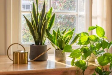 Plant Delivery1