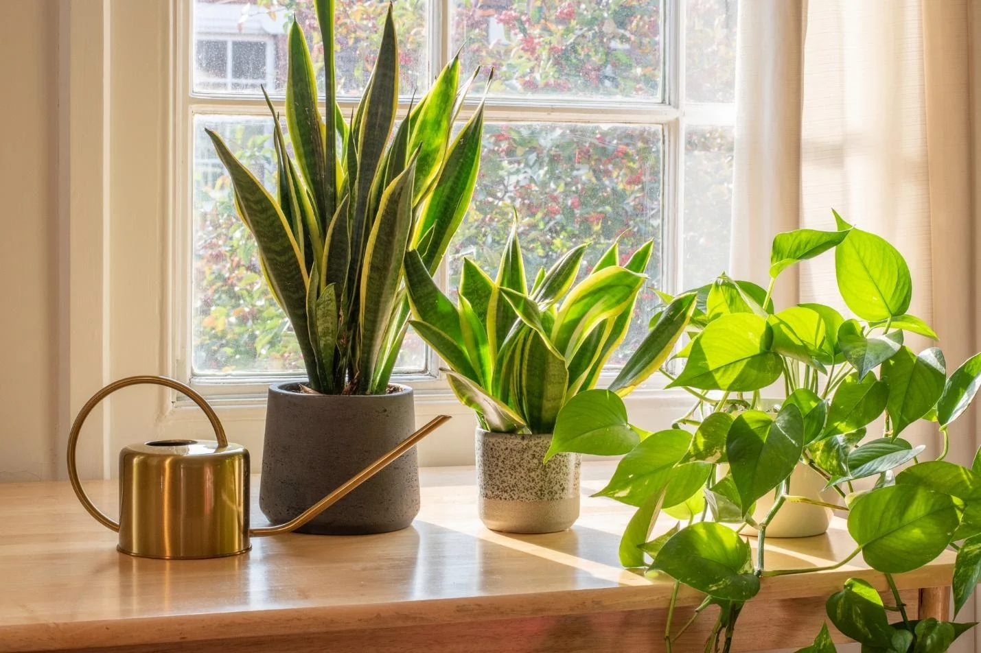 Plant Delivery1