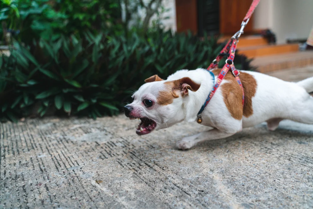 Close,Up,Angry,Face,Chihuahua,Dog,On,The,Leash