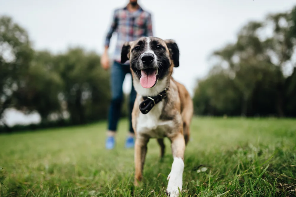 Adult,Stylish,Man,Playing,With,Pet.,Family,Outdoor.,Animal,Lover.