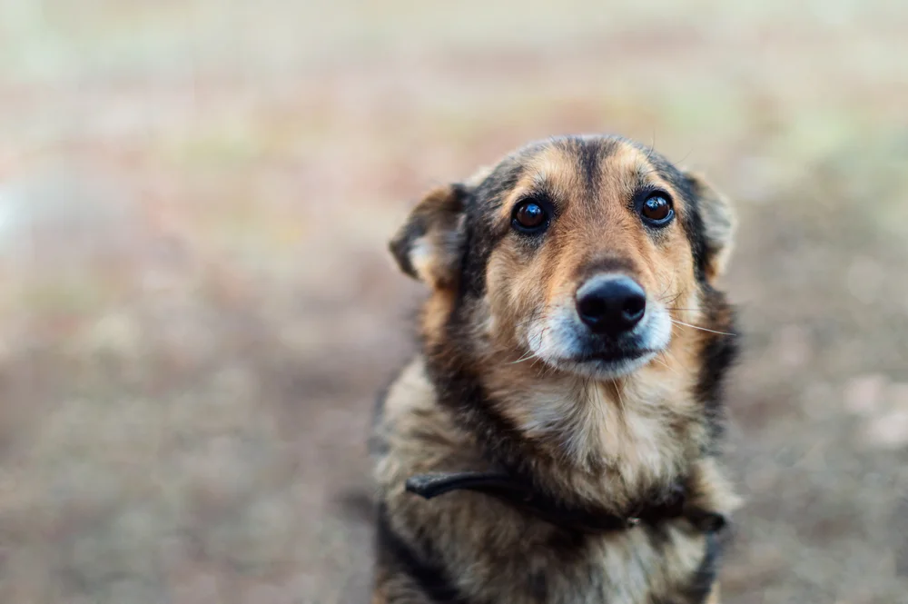 Homeless,Abandoned,Stray,Dog,??with,Very,Sad,Smart,Eyes