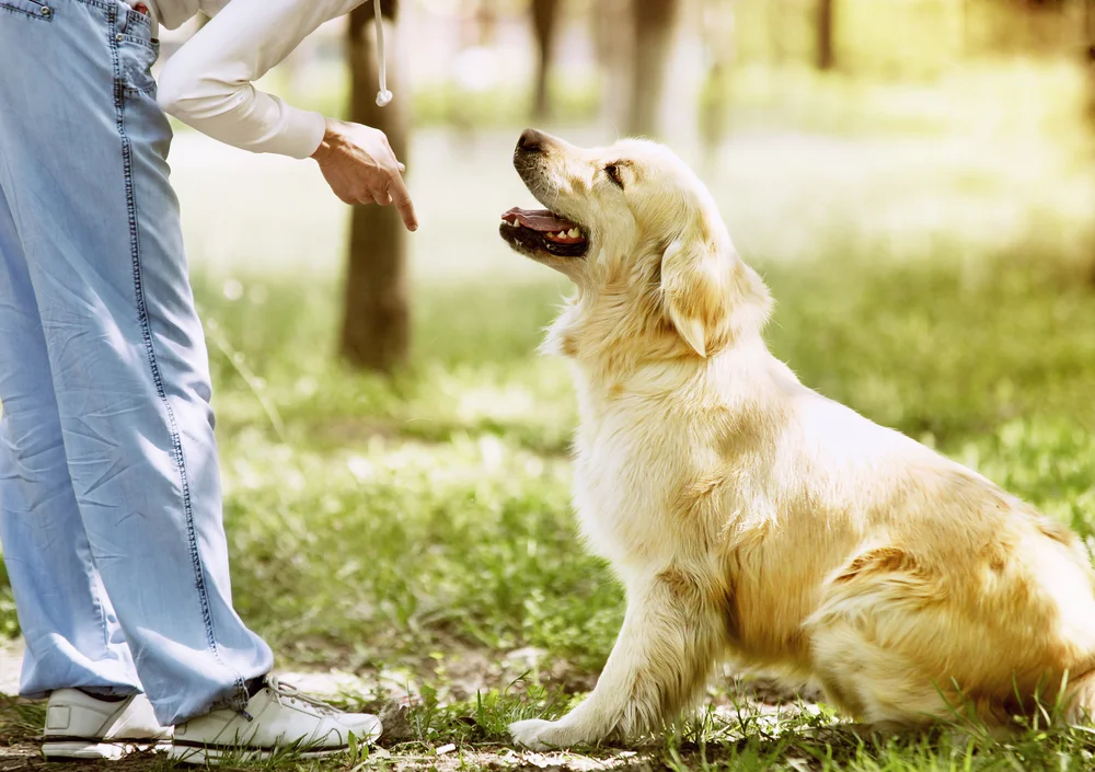 Golden,Retriever,Outdoor,Training,Process