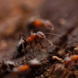 Pests 1