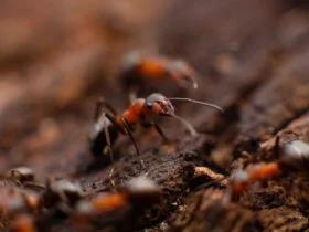 Pests 1