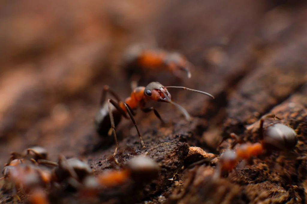 Pests 1