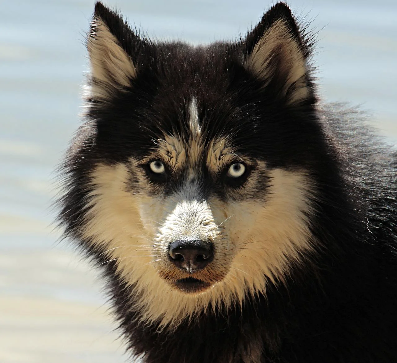 husky-g19670311e_1280